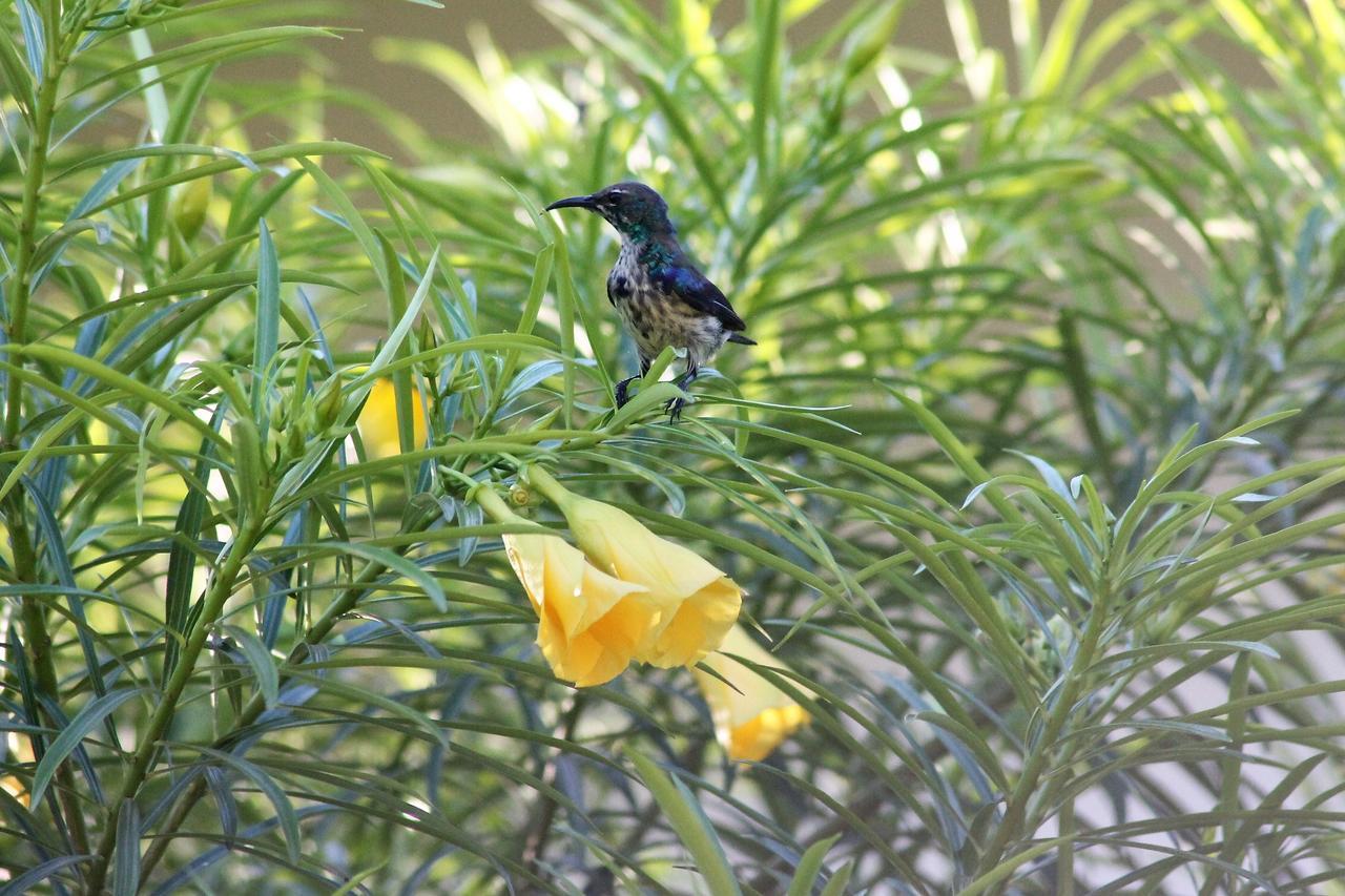 Botanica Eco Lodge Michamvi Kae Bagian luar foto